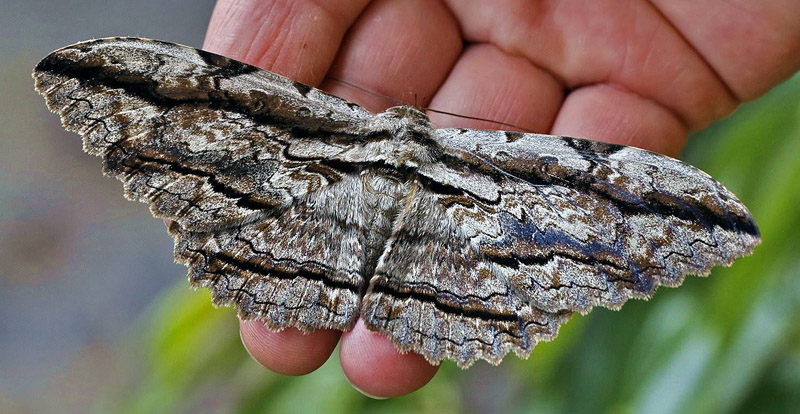 Owl Moth, Thysania zenobia. Coroico 1750 m. Yungas, Bolivia d. 31 January 2014. Photographer: Ole Andersen
