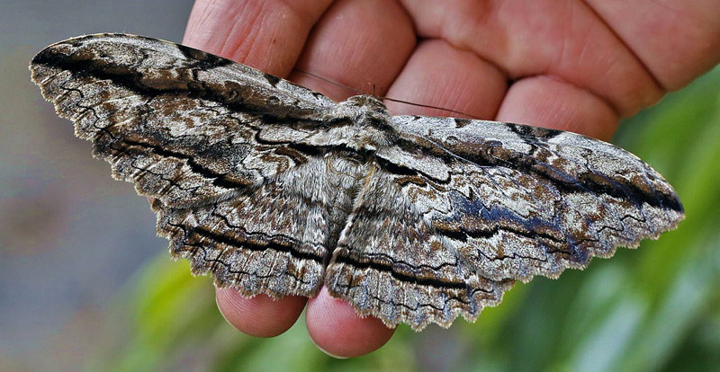 Owl Moth, Thysania zenobia. Coroico 1750 m. Yungas, Bolivia d.  31 January 2014. Photographer:  Ole Andersen