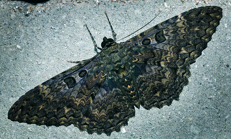 Black Witch, Letis magna. Coroico 1750 m. Yungas, Bolivia d. 1 February 2014. Photographer: Ole Andersen