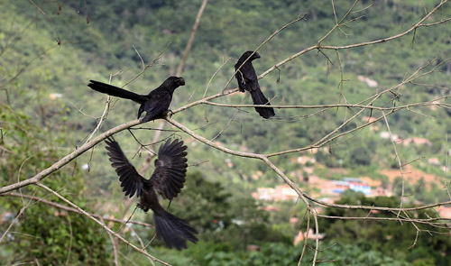 Smooth-Billed Ani, Crotophaga ani. Caranavi 605 m. Yungas, Bolivia d.  2 January 2014. Photographer:  Ole Andersen