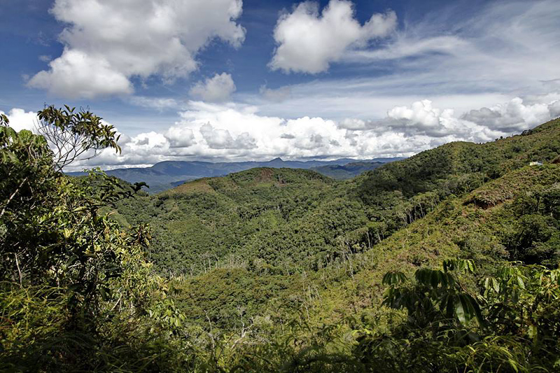 Caranavi 1000 m. Yungas, Bolivia d.  6 January 2014. Photographer:  Ole Andersen