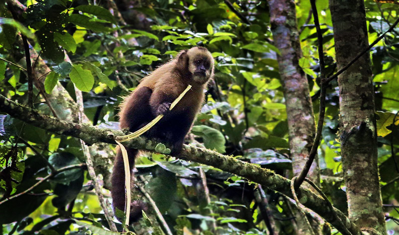 Bolivian Titi, Callicebus modestus? Caranavi 1000 m. Yungas, Bolivia d.  20 January 2014. Photographer:  Ole Andersen