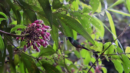 Booted Racket-tail, Ocreatus underwoodii. Coroico 1900 m. Yungas, Bolivia d.  30 January 2014. Photographer:  Ole Andersen