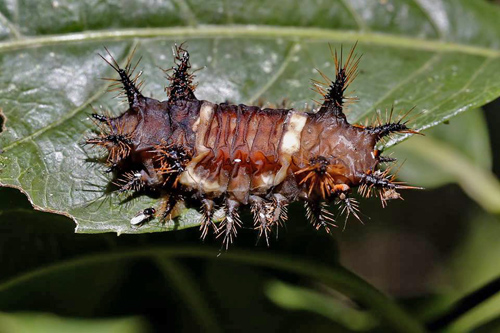 Saddleback Moth species in Limacodidae family. Caranavi 605 m. Yungas, Bolivia d.  12 January 2014. Photographer:  Ole Andersen