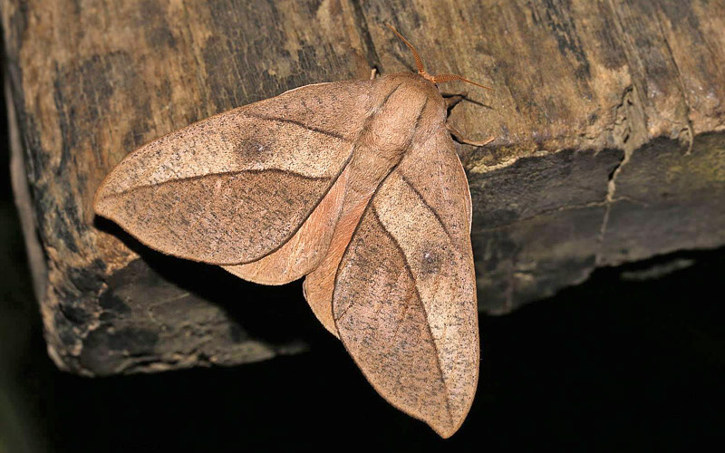 Lonomia species. Caranavi 605 m. Yungas, Bolivia d.  16 January 2014. Photographer:  Ole Andersen