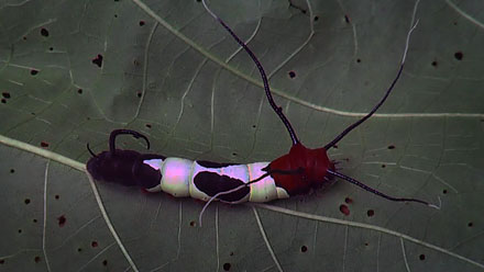 Arsenura species? Caranavi, Yungas, Bolivia december 2014. Photographer;  Peter Mllmann