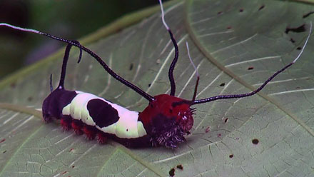 Arsenura species? Caranavi, Yungas, Bolivia december 2014. Photographer;  Peter Mllmann