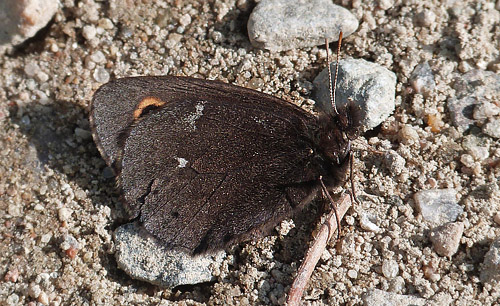 Mose-Bjergrandje (Embla), Erebia embla. Lentiira, Kuhmo, det nordlige Finland  d. 11 juni 2014. Fotograf; Keld Jakobsen