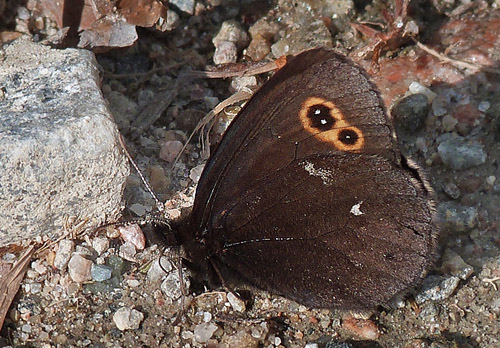 Mose-Bjergrandje (Embla), Erebia embla. Lentiira, Kuhmo, det nordlige Finland  d. 11 juni 2014. Fotograf; Keld Jakobsen