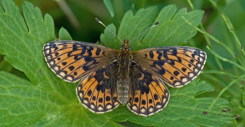 Brunflkig Prlemorfjril, Boloria selene ssp. hela hun. Lapphaugen, Troms, Norge d. 12 juli 2014. Fotograf; Allan Haagensen