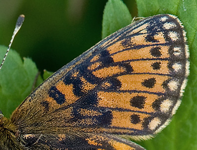 Brunflkig Prlemorfjril, Boloria selene ssp. hela hun. Lapphaugen, Troms, Norge d. 12 juli 2014. Fotograf; Allan Haagensen