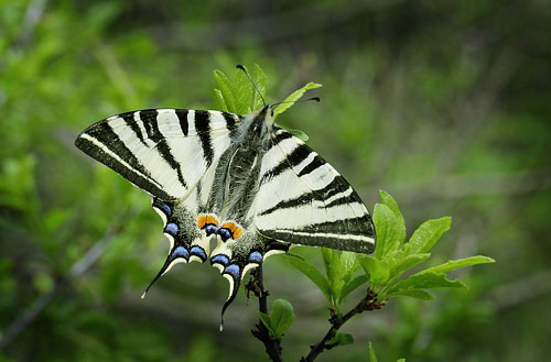 Sydeuropisk Svalehale. Rupea, Transylvania, Rumnien d. 27 april 2014. Fotograf; Tom Nygaard Kristensen