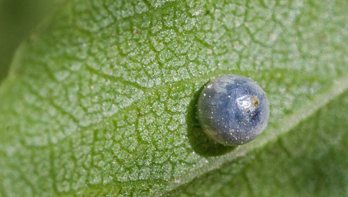 Sydeuropisk Svalehale. Rupea, Transylvania, Rumnien d. 8 maj 2014. Fotograf; Tom Nygaard Kristensen