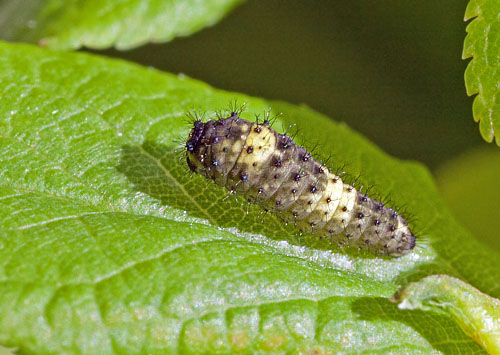 Sydeuropisk Svalehale. Rupea, Transylvania, Rumnien d. 12 maj 2014. Fotograf; Tom Nygaard Kristensen