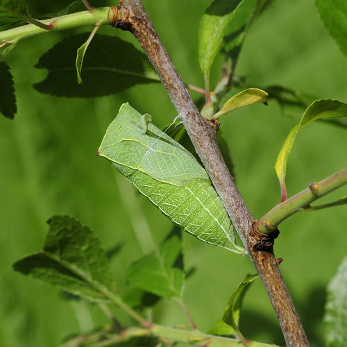 Sydeuropisk Svalehale. Rupea, Transylvania, Rumnien d. 1 juni 2014. Fotograf; Tom Nygaard Kristensen