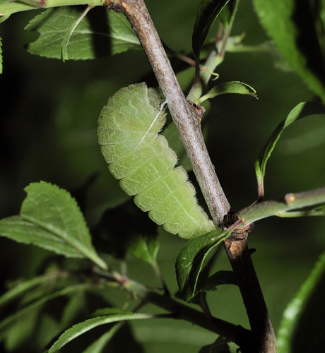 Sydeuropisk Svalehale. Rupea, Transylvania, Rumnien d. 30 maj 2014. Fotograf; Tom Nygaard Kristensen