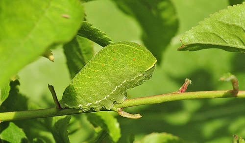 Sydeuropisk Svalehale. Rupea, Transylvania, Rumnien d. 26 maj 2014. Fotograf; Tom Nygaard Kristensen