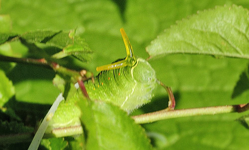 Sydeuropæisk Svalehale. Rupea, Transylvania, Rumænien d. 26 maj 2014. Fotograf; Tom Nygaard Kristensen