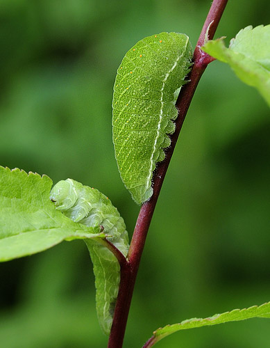 Sydeuropisk Svalehale. Rupea, Transylvania, Rumnien d. 25 maj 2014. Fotograf; Tom Nygaard Kristensen