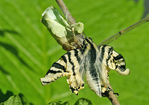 Sydeuropisk Svalehale. Rupea, Transylvania, Rumnien d. 12 juni 2014. Fotograf; Tom Nygaard Kristensen