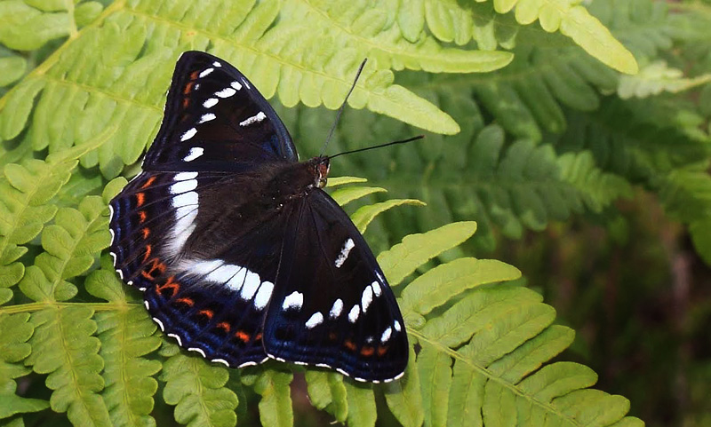 Poppelsommerfugl, Limenitis populi, han. Bäckebo, Småland, Sverige. d. 22 juni 2014. Fotograf: Jan Eske Schmidt