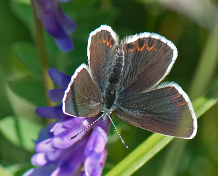 Hedblvinge, Plebejus idas ssp. lapponicus hun. Njulla-Abisko, Lapland d. 13 juli 2014. Fotograf; Allan Haagensen