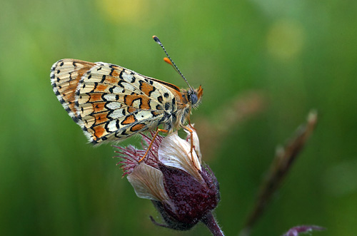 Okkergul Pletvinge, Melitaea cinxia hun. Stigskra, Skne,.Sverige d. 6 juni 2014. Fotograf; Lars Andersen