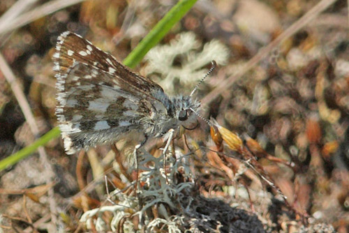Soløjebredpande, Pyrgus alveus. Kristdala, Småland, Sverige d. 9 juli 2014. Fotograf: Magnus Vest Hebsgaard