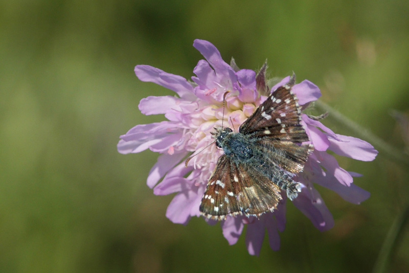 Soljebredpande, Pyrgus alveus. Kristdala, Sverige d. 9 juli 2014. Fotograf: Magnus Vest Hebsgaard