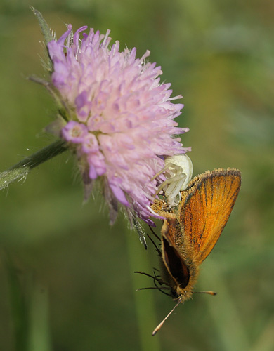 Stregbredpande, Thymelicus lineola han fanget af en krabbeedderkop. Kristdala, Sverige d. 15 juli 2014. Fotograf: Lars Andersen