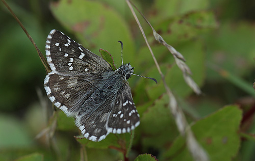 Soljebredpande, Pyrgus alveus. Kristdala, Sverige d. 15 juli 2014. Fotograf: Lars Andersen