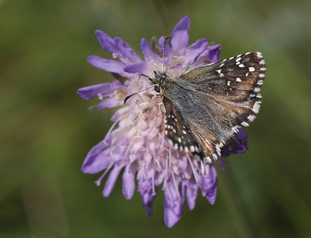 Soljebredpande, Pyrgus alveus. Kristdala, Sverige d. 15 juli 2014. Fotograf: Lars Andersen