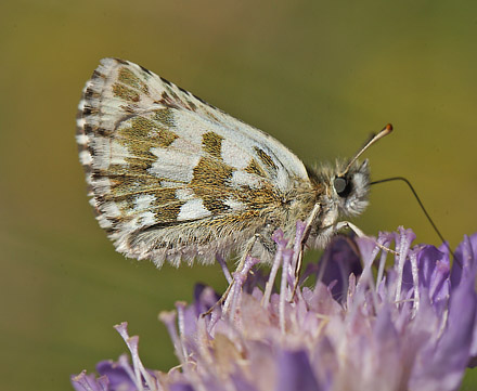 Soljebredpande, Pyrgus alveus. Kristdala, Sverige d. 15 juli 2014. Fotograf: Lars Andersen