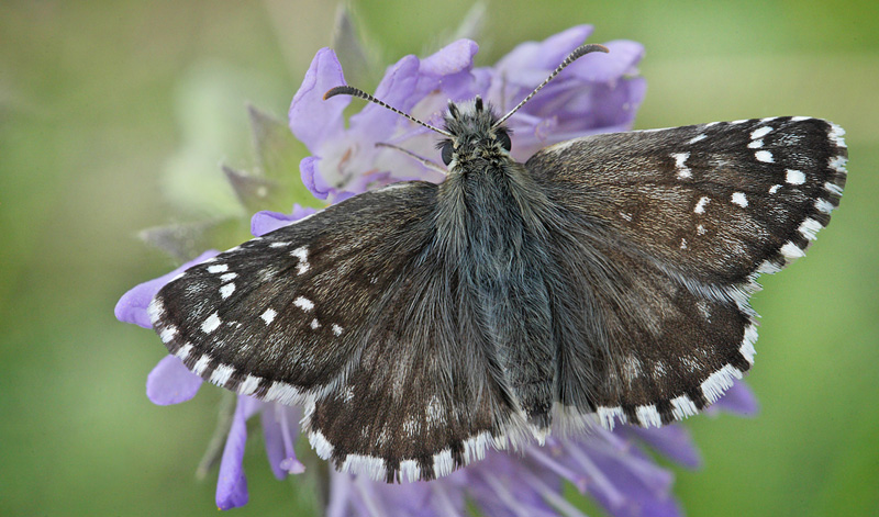 Soløjebredpande, Pyrgus alveus. Kristdala, Sverige d. 15 juli 2014. Fotograf: Lars Andersen