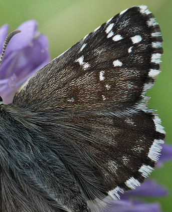 Hjlandsbredpande, Pyrgus alveus. Kristdala, Sverige d. 15 juli 2014. Fotograf: Lars Andersen