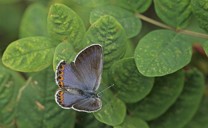 Astragelblfugl hun i det nordlige Smland, Sverige d. 17 juli  2014. Fotograf; Lars Andersen