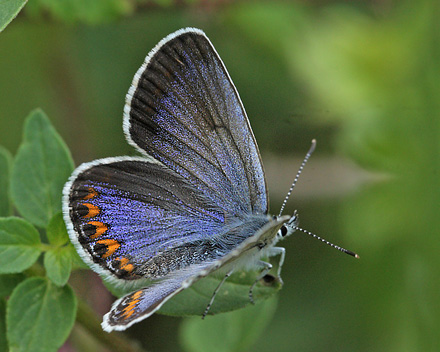 Astragelblfugl, Plebejus argyrognomon hun. Smland. d. 15 juli 2014. Fotograf:  Lars Andersen