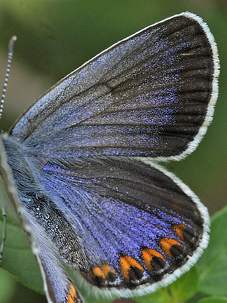 Astragelblfugl, Plebejus argyrognomon hun. Smland. d. 15 juli 2014. Fotograf:  Lars Andersen