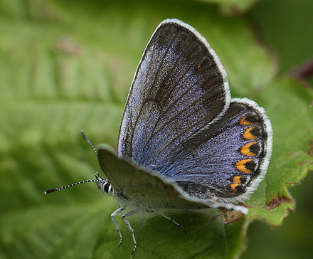 Astragelblfugl, Plebejus argyrognomon hun. Smland. d. 15 juli 2014. Fotograf:  Lars Andersen