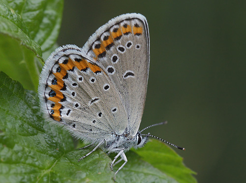 Astragelblfugl, Plebejus argyrognomon hun. Smland. d. 15 juli 2014. Fotograf:  Lars Andersen