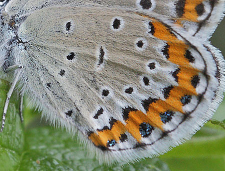 Astragelblfugl, Plebejus argyrognomon hun. Smland. d. 15 juli 2014. Fotograf:  Lars Andersen