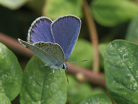 Astragelblfugl, Plebejus argyrognomon han. Smland. d. 17 juli 2014. Fotograf:  Lars Andersen