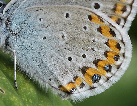 Astragelblfugl, Plebejus argyrognomon han. Smland. d. 17 juli 2014. Fotograf:  Lars Andersen