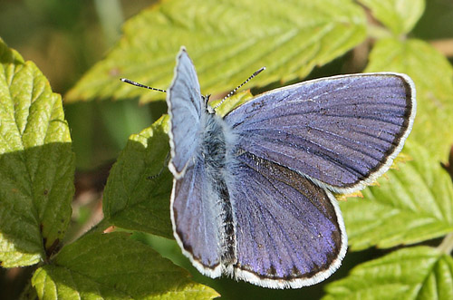 Astragelblåfugl, Plebejus argyrognomon han. Småland. d. 17 juli 2014. Fotograf: Lars Andersen