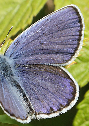 Astragelblfugl, Plebejus argyrognomon han. Smland. d. 17 juli 2014. Fotograf:  Lars Andersen