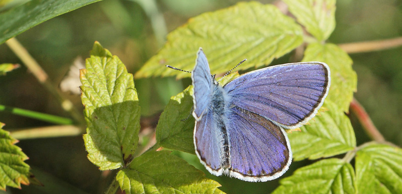 Astragelblfugl, Plebejus argyrognomon han. Smland. d. 17 juli 2014. Fotograf:  Lars Andersen