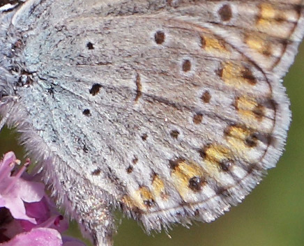 Astragelblfugl, Plebejus argyrognomon han. Smland. d. 17 juli 2014. Fotograf:  Lars Andersen