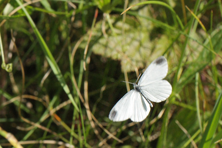 Skovhvidvinge, Leptidea sinapis han. Småland. d. 17 juli 2014. Fotograf: Lars Andersen
