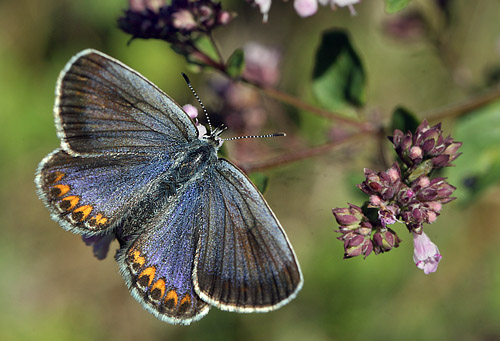 Astragelblfugl, Plebejus argyrognomon hun. Smland. d. 17 juli 2014. Fotograf:  Lars Andersen