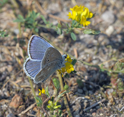 Hvidrandet Blfugl, Polyommatus dorylas han. hus, Skne, Sverige d. 18 Juli 2014. Fotograf: Lars Andersen